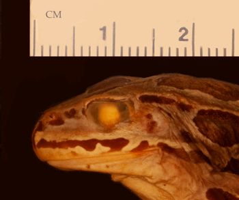 Media type: image;   Herpetology A-153310